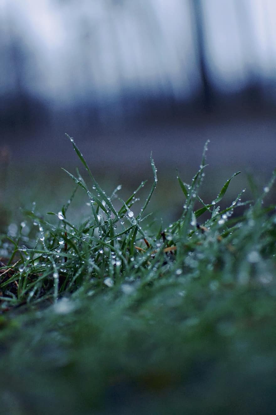 iarbă, peluză, picaturi de ploaie, roua diminetii, macro