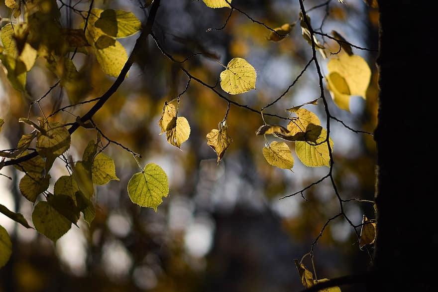drzewa, odchodzi, listowie, jesień, lipa, jesienne liście, kolory jesieni, Jesienny czas