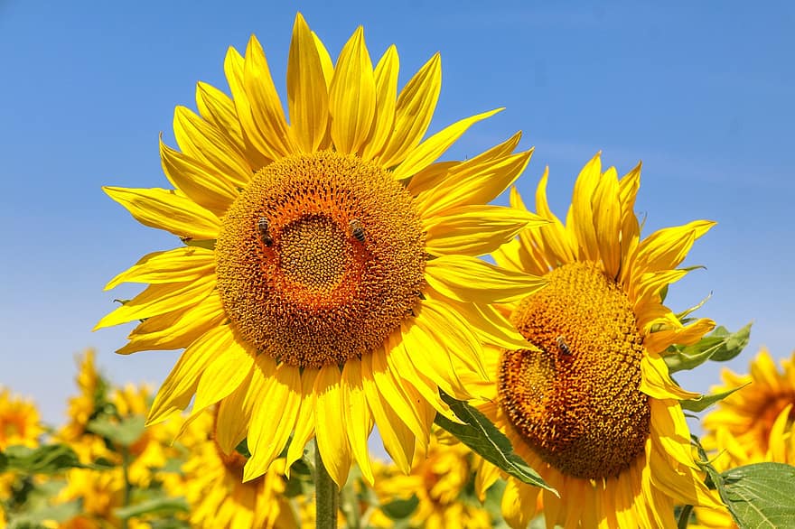 auringonkukka, keltainen, kukka, kukinta, kukat, auringonpaiste, auringonkukan kenttä, ilo, värikäs, kaunis, terälehdet