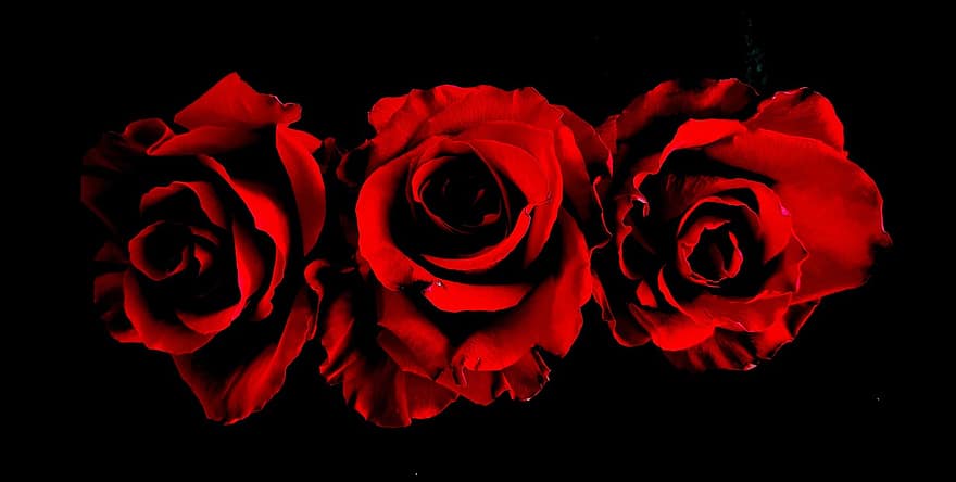 Rosen, Blumen, Hintergrund, rote Rosen, rote Blumen, Blütenblätter, blühen, Pflanze, dunkel