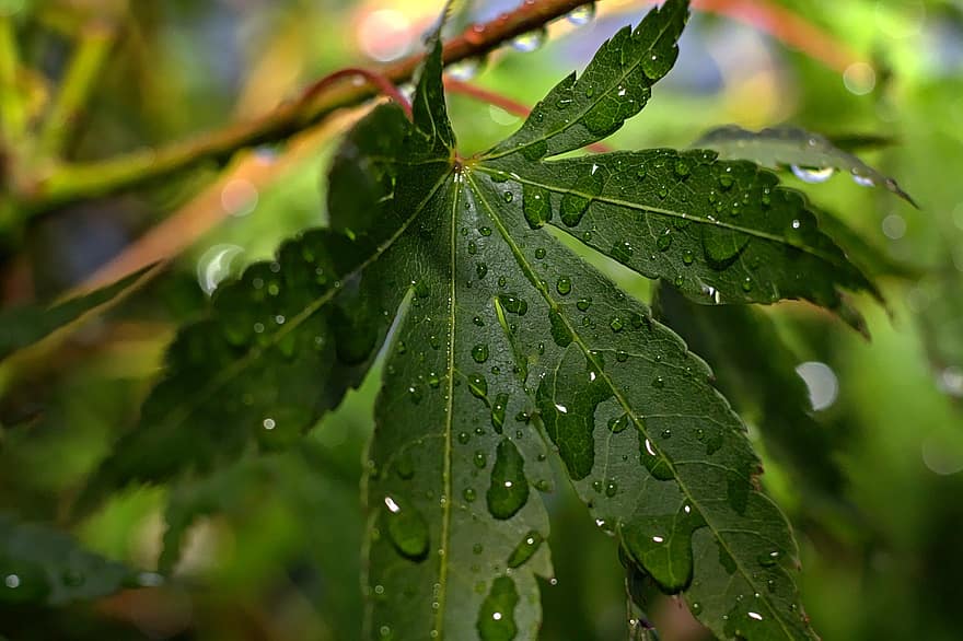 잎, 물방울, 자연, 이슬, 빗방울, 액