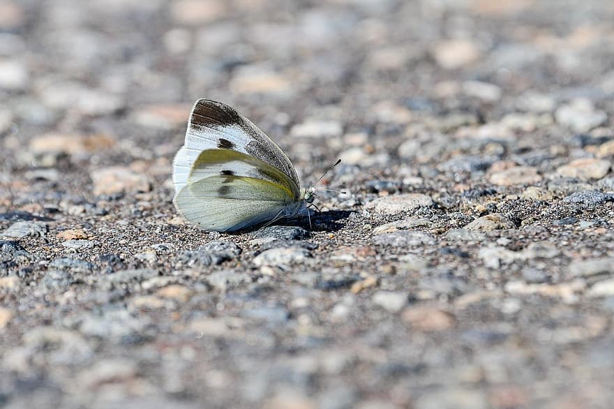 cabbage white butterfly, butterfly, insect