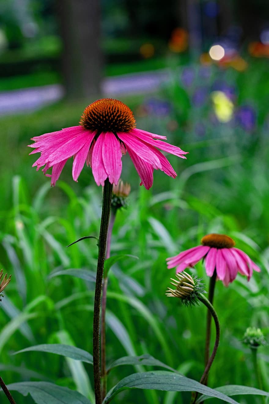 echinacea purpurea, coneflower roxo, verão, roxa, plantar, Coneflower composto, flores, jardim, pétalas, flora, Flor