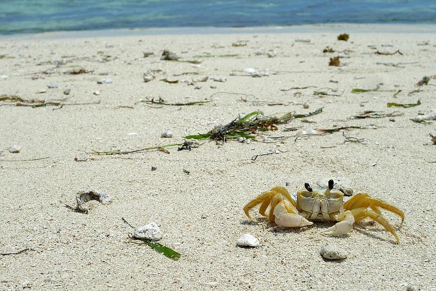 krabbe, krebsdyr, strand, sand, kyst, tropisk, kat