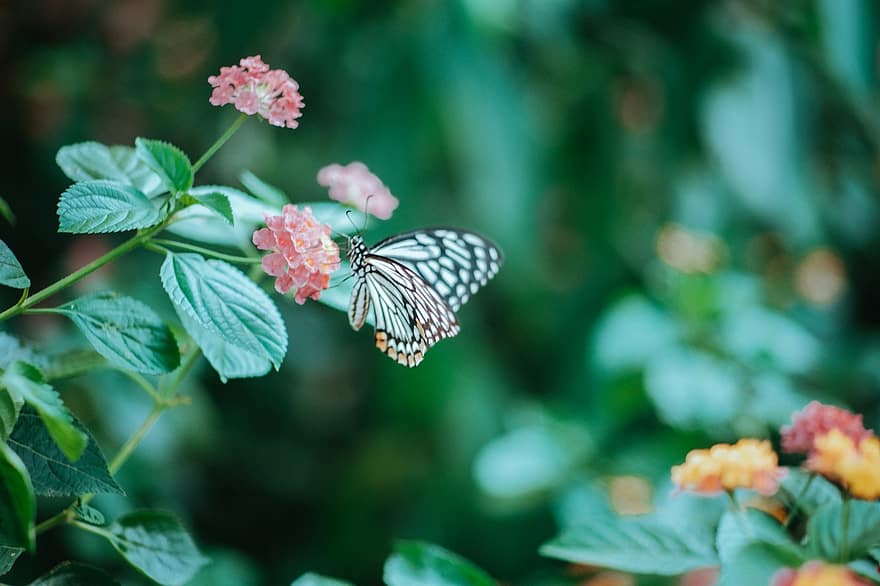 Butterfly, Nature, Natural, Summer, Flower, Autumn, Peace, Forest, Bloom, Insect, Spring