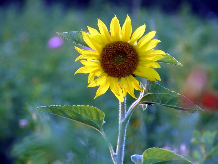 bunga matahari, bunga, taman, bunga kuning, kelopak, kelopak kuning, berkembang, mekar, flora, menanam, Daun-daun