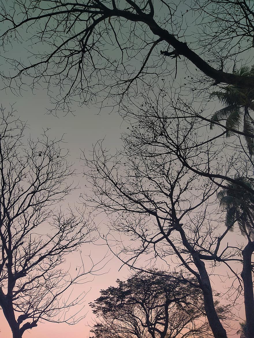 alberi, tramonto, foresta, natura, sera, Alba, mattina, bangladesh