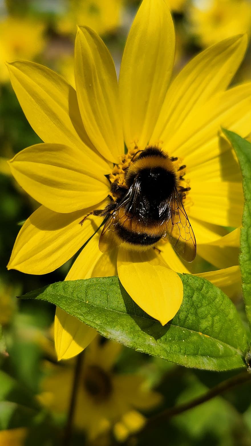 abejorro, flor amarilla, polinización, naturaleza, abeja, insecto