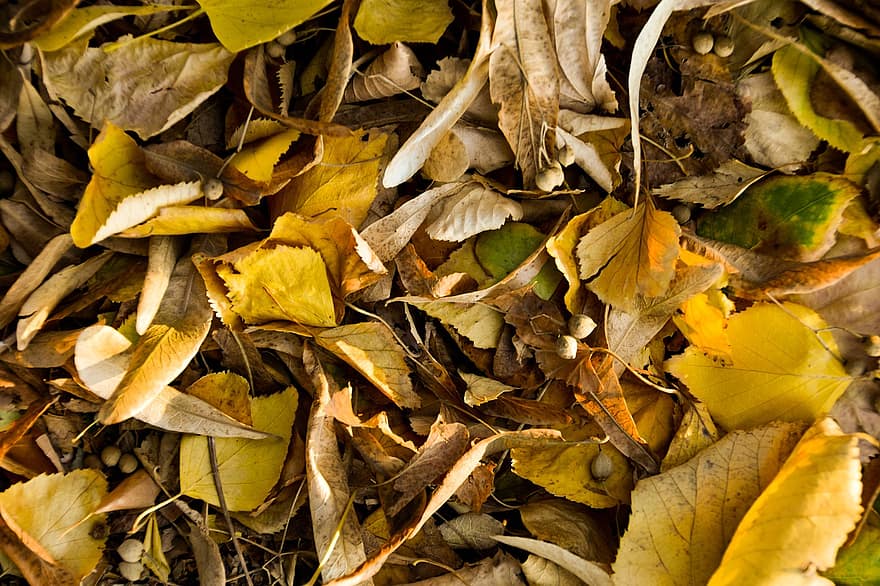 odchodzi, Natura, jesień, spadek, listowie, pora roku, liść, żółty, tła, październik, wielobarwne
