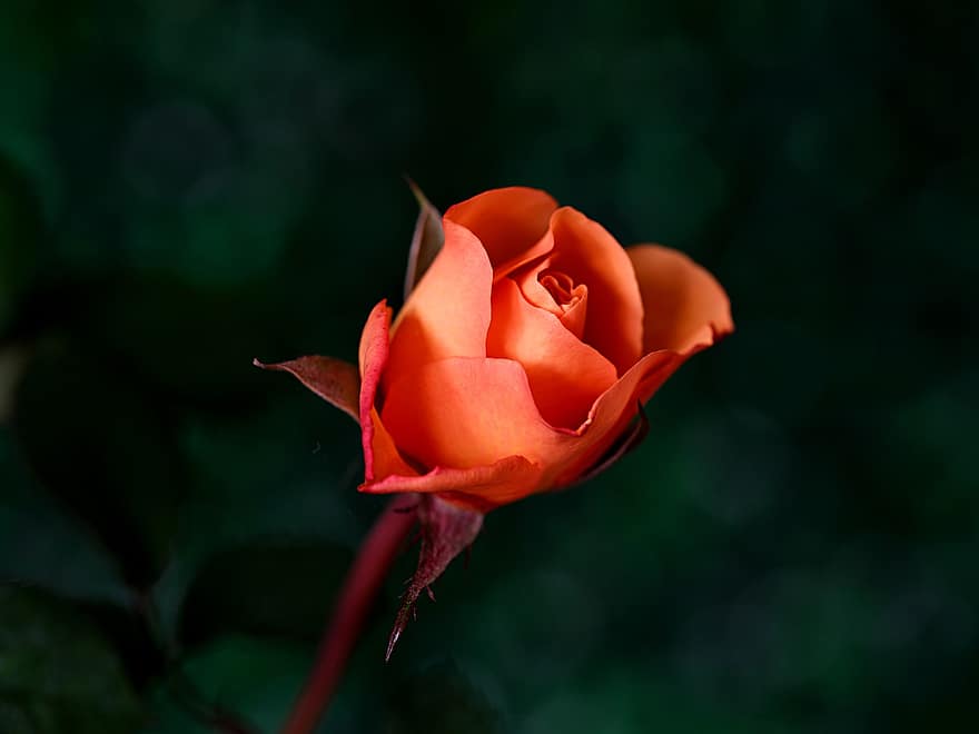 роза, оранжева роза, цвете, пъпка с рози, цъфна роза, листенца, розови листенца, разцвет, цвят, флора, природа