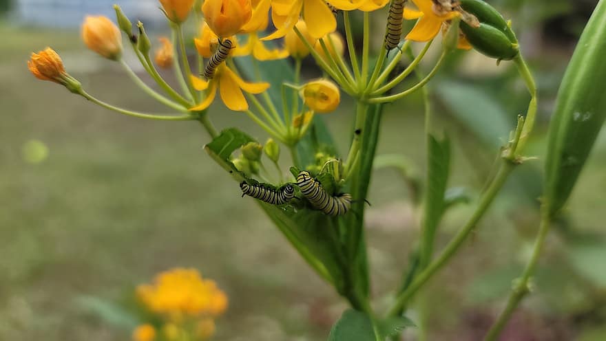 Caterpillars, Insects, Flowers, Milkweed, Larvae, Yellow Flowers, Plant, Nature