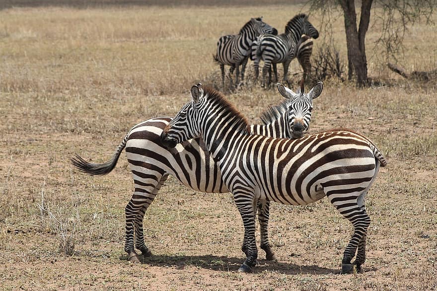 zebra, Afrika, safari, natuur, dier, dieren in het wild, strepen, gestreept, zoogdier, wild, savanne