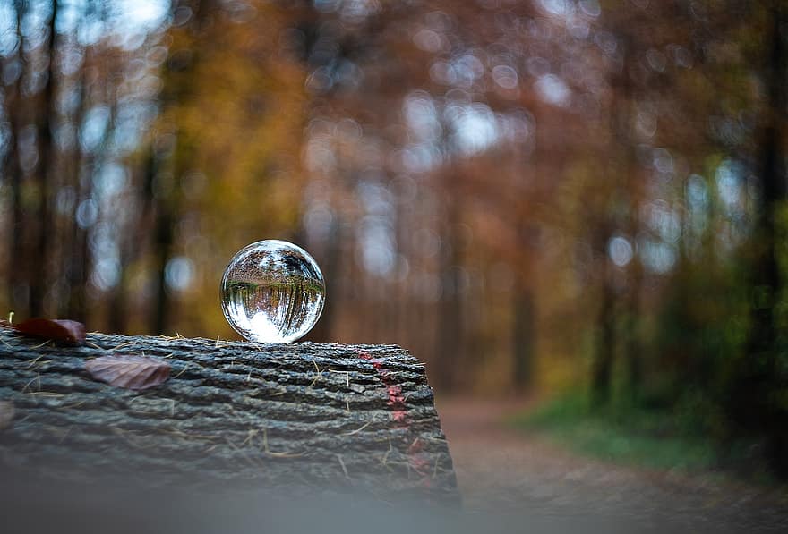 sfera di vetro, palla di cristallo, palla per obiettivo, autunno, multicolore, foresta
