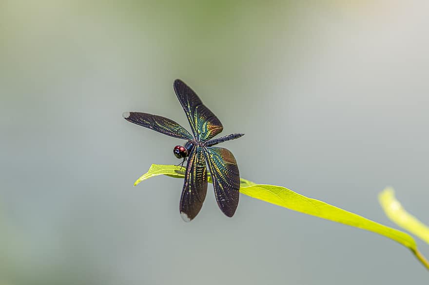 libélula, ala azul mayor, hoja, rhyothemis plutonia, insecto, alas, naturaleza, macro, de cerca, color verde, verano