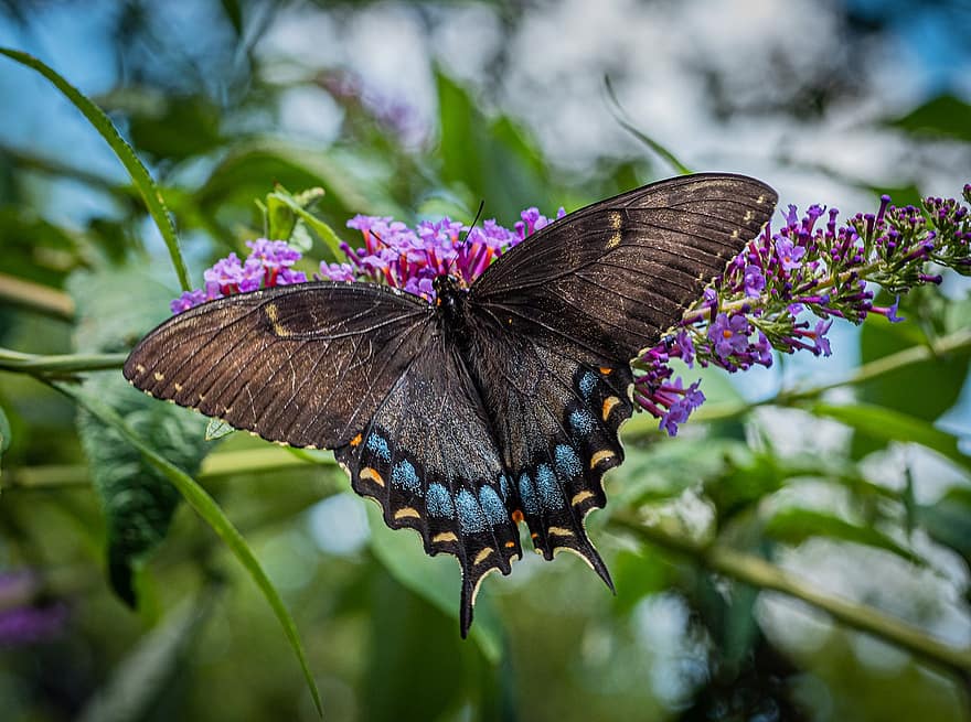 swallowtail drugelis, drugelis, gėlės, drugelio krūmas, rytinis tigras, vabzdys, sparnai, augalų, pobūdį