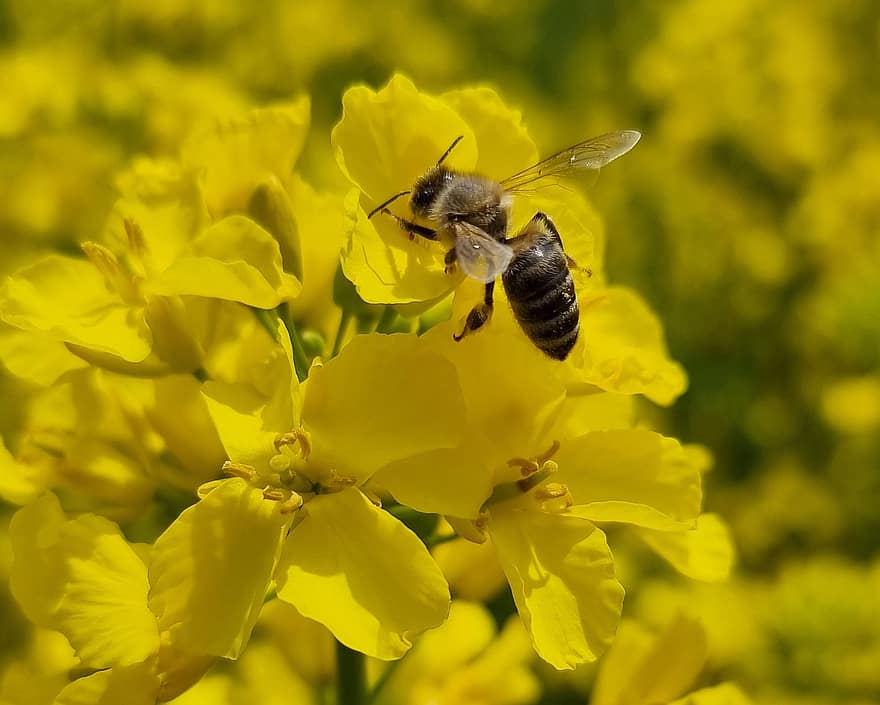lebah madu, pemerkosaan biji minyak, penyerbukan, serangga, alam, pertanian, lebah, bunga pemerkosaan, bunga kuning, bunga rapeseed, kuning