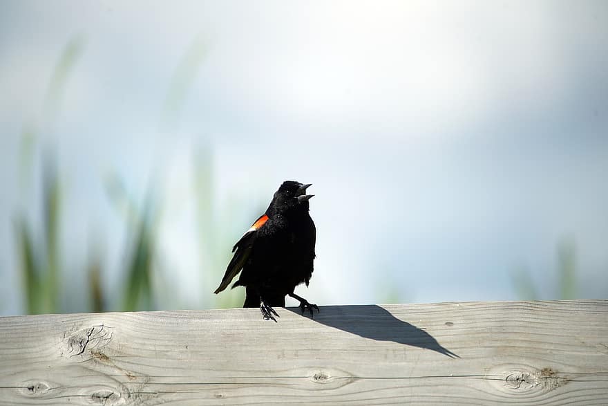 дрозд черный, птица, взгромоздился, красное Крыло, природа, на открытом воздухе, живая природа