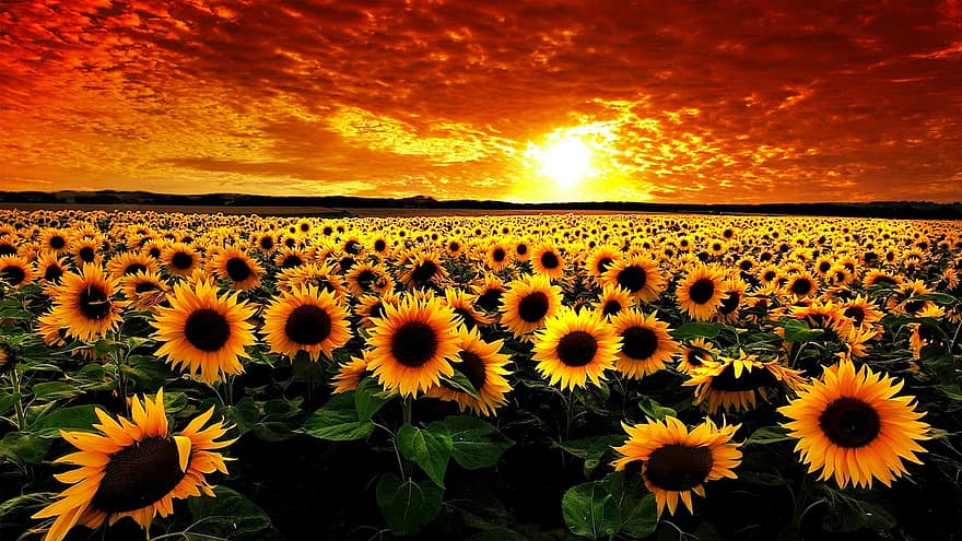 blomster, solsikke, solnedgang, anlegg, sommer, natur, vekst, makro, felt, gul, landlige scene