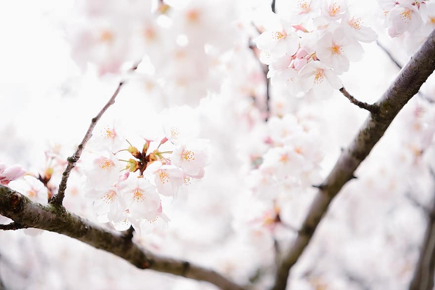fleurs, Japon, fleurs de cerisier, printemps, croissance, Floraison, fleur