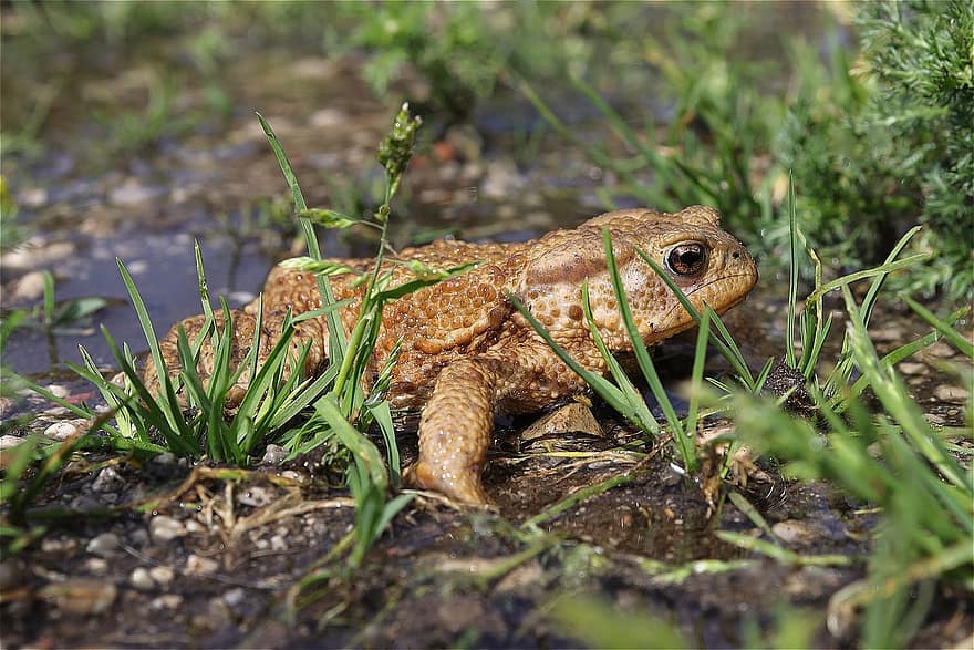 κοινός φρύνος, αμφίβιο, Toad Hike, ζώο, βάτραχος, κονδυλωμάτων, φρύνος, πράσινο χρώμα, γκρο πλαν, ζώα στη φύση, γρασίδι