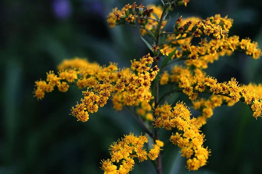 Yellow Flowers, Goldenrod