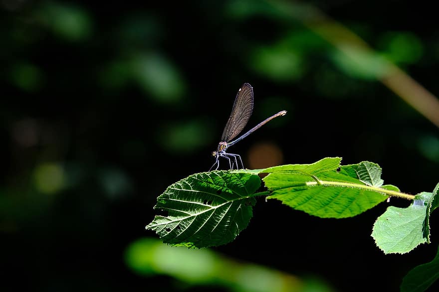 Dragonfly, Blue-winged Demoiselle, Calopteryx Virgo, Common Mermaid, Demoiselle, Calopterygidae, Animal, Flight Insect