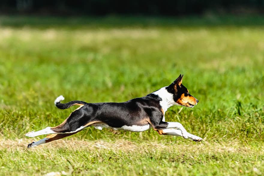 пес, басенджи, біг, на відкритому повітрі, поле, активний, спритність, тварина, атлетичний, гарний, порода