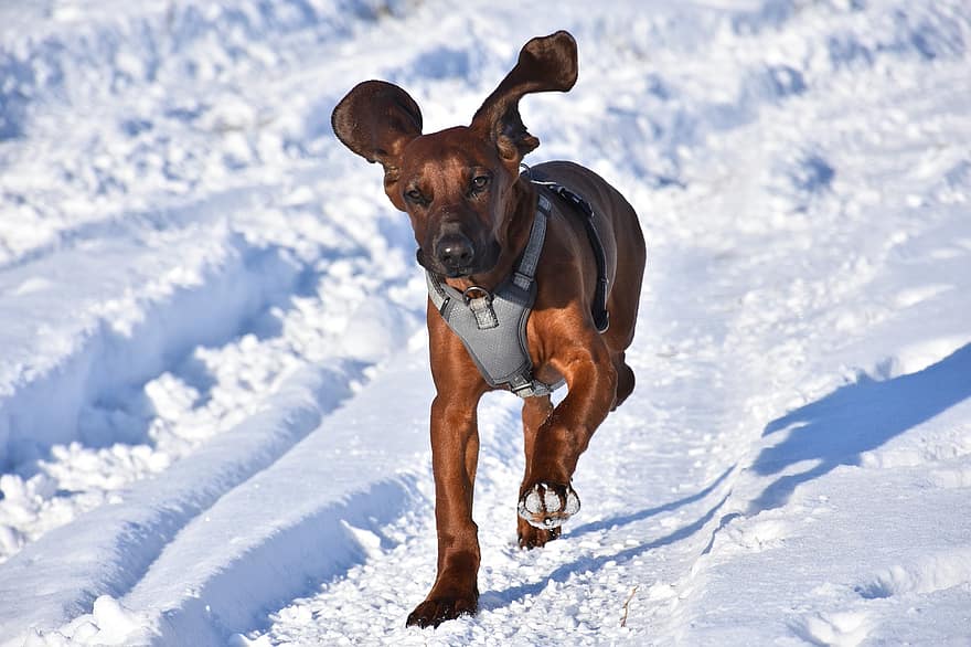 Mountain Hound, pies, śnieg, bieganie, gra, zimowy, zwierzę domowe, zwierzę, pies domowy, psi, ssak
