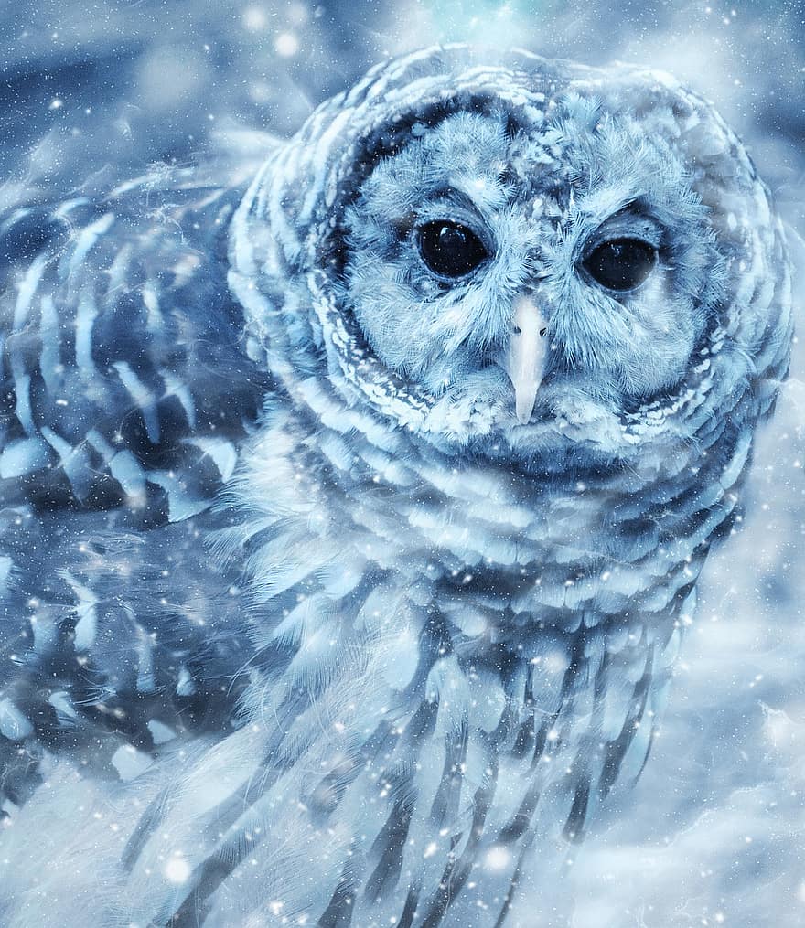 Owl, Bird, Snow, Nature, Art, Scrapbooking, Paper, Decorative, Page, Decoration, Animal