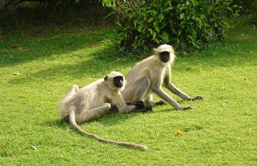 šedé langury, opic, Hanuman Langurs, Hanumanské opice, Langurové, opice starého světa, savců, volně žijících živočichů, primátů, gujarat