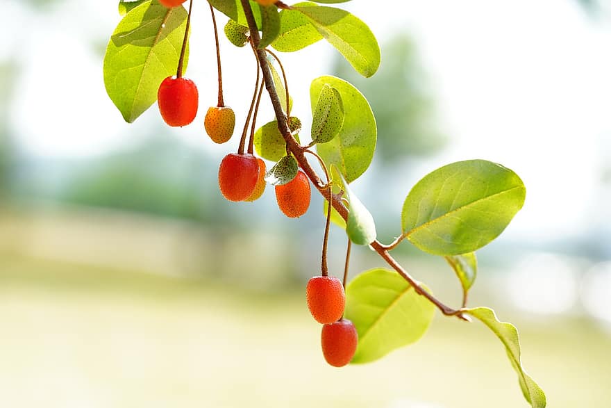 lindetrær, Lindebær, bær, frukt, Republikken, Korea, anlegg, nærbilde, blad, friskhet, grønn farge, sommer