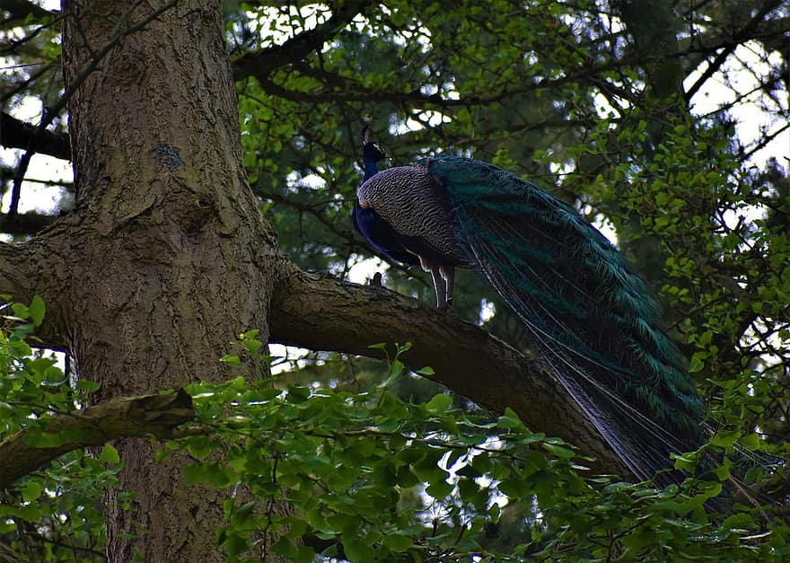 Peacock, Tree, Bird, Feathers, Perched, Pattern, Peafowl, Peacock Feathers, Plumage, Ave, Avian
