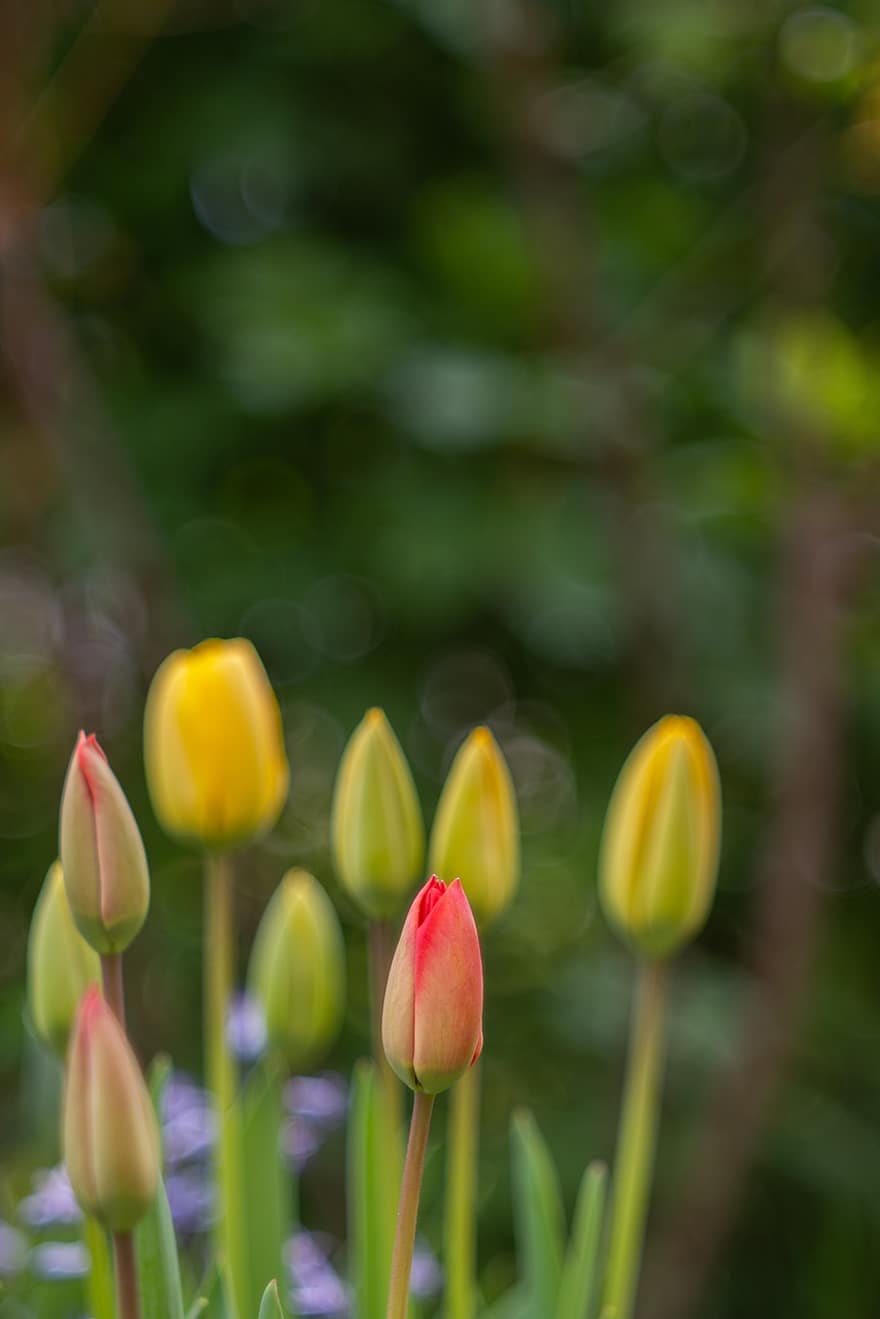 Tulips, Flowers, Buds, Plant, Spring, Flora, Garden, Nature
