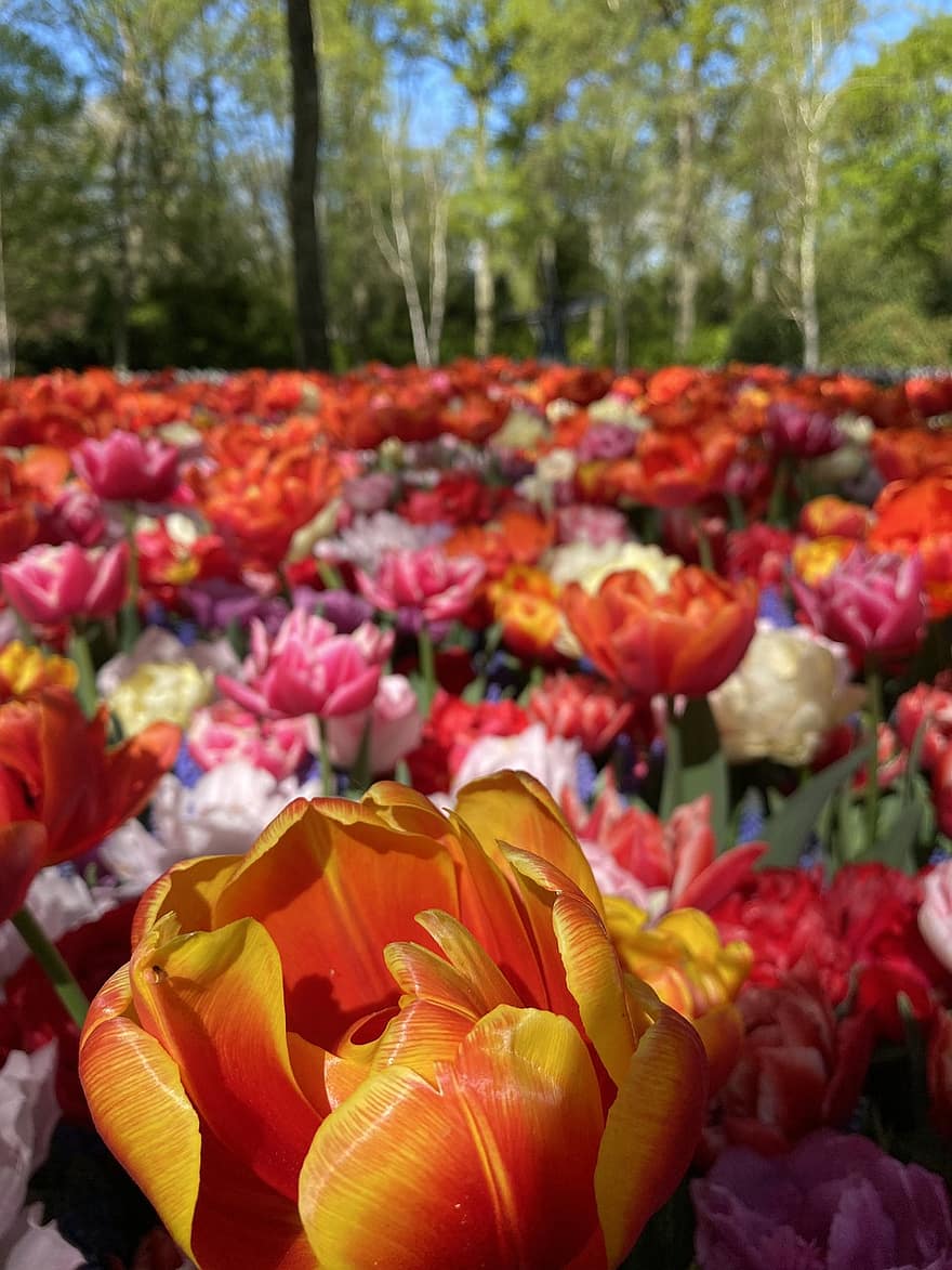 tulipany, kwiaty, rośliny, pole kwiatów, płatki, kwiat, flora, Natura, zbliżenie, Amsterdam, keukenhof