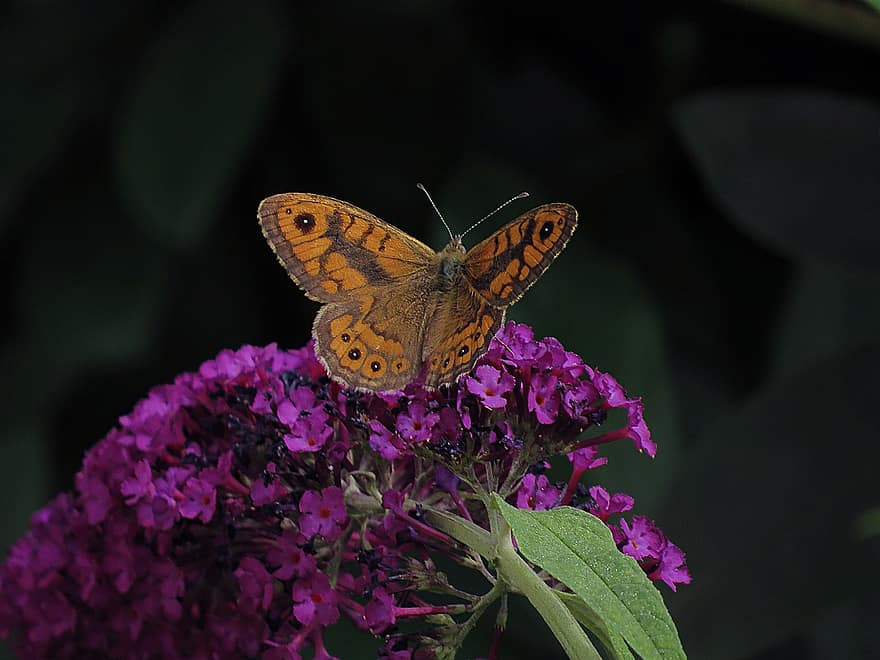 insect, vlinder, bestuiving, entomologie, coulissen, bloemen, natuur, tuin-, detailopname, multi gekleurd, bloem