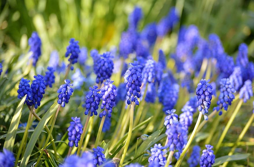 hroznové hyacinty, muscari, modré květy, jarní květiny, jaro, květ, květy, hyacinty, modrý, zblízka, jarní květina