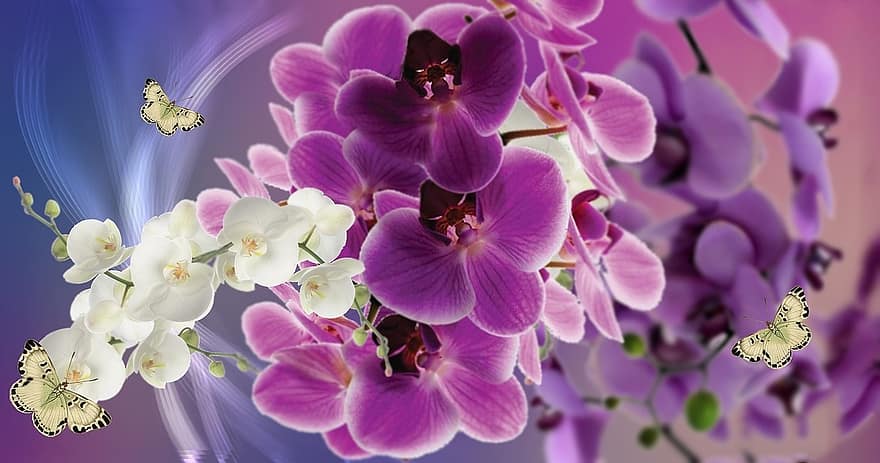 цветы, Виолетта, Orquídea, природа, сиреневый цветок, фиолетовый цветок, завод, весна, сад, бабочка, красота