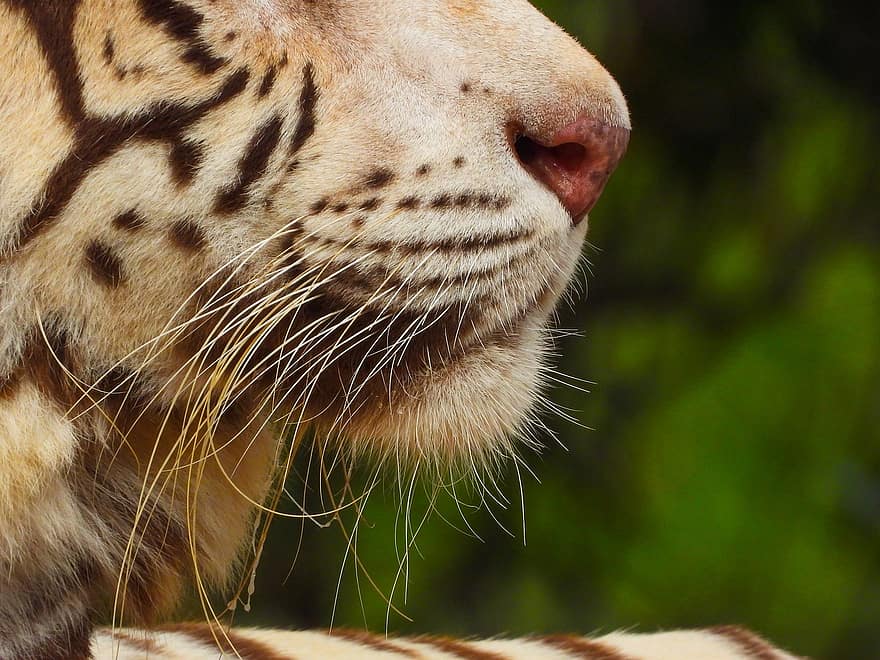 Tygrys, wąsy, zwierzę, usta, ssak, duży kot, dzikie zwierze, dzikiej przyrody, fauna, Natura, koci