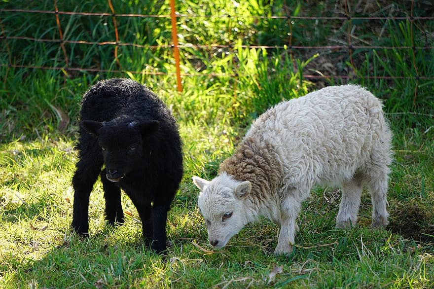 ovelha, Cordeiro, animais, Fazenda, grama, pecuária, lã, agricultura, fofa, cena rural, Prado
