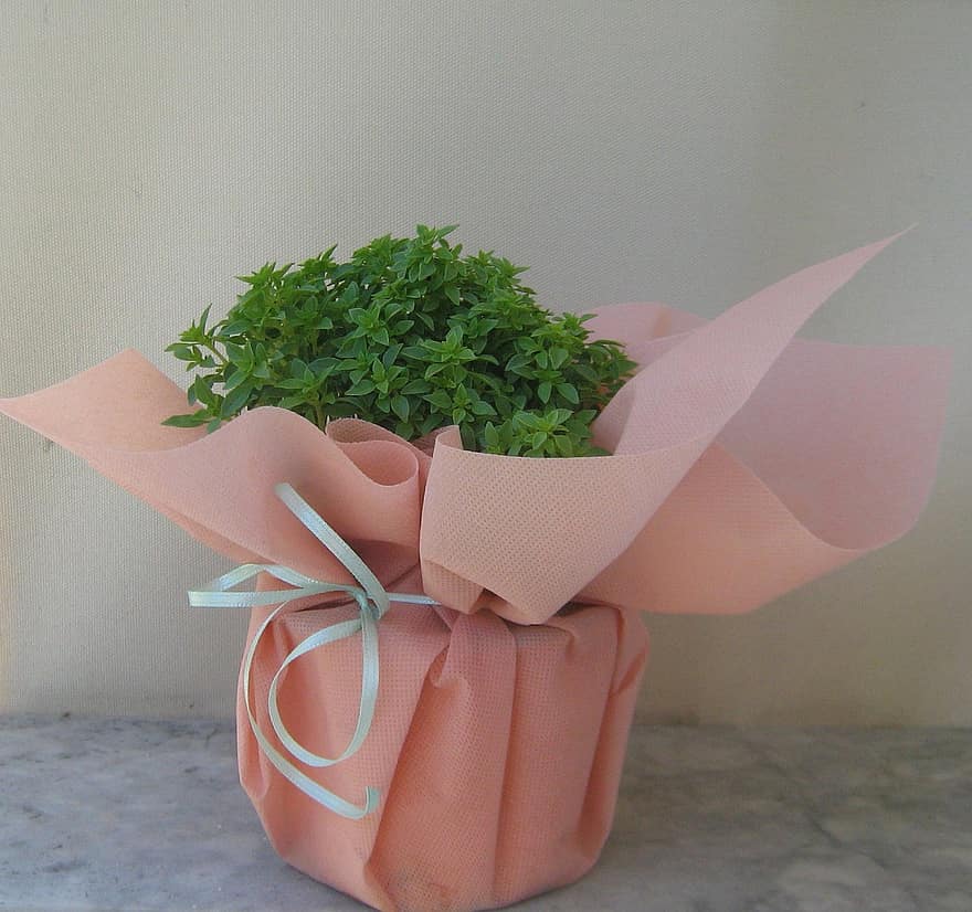 cadeau, plante, pot, enveloppé, plante en pot, présent, décoration