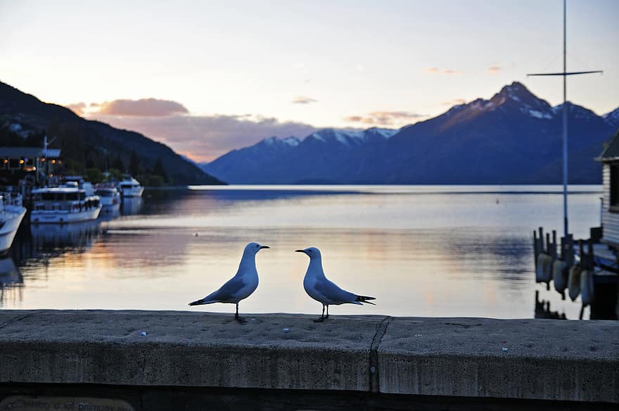 fugle, hav, bjerge, Queenstown, New Zealand, natur, dyr, vand, måge, blå, bjerg