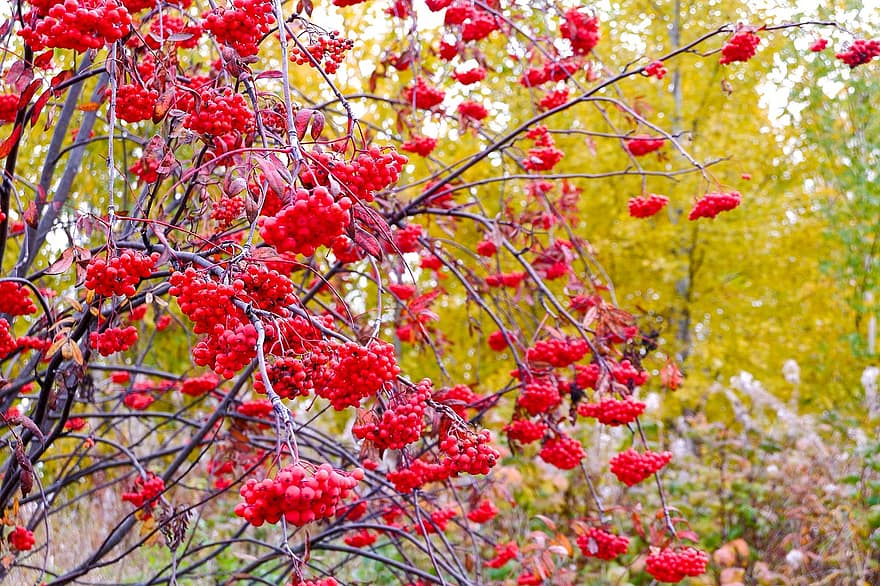 Berries Rowan, abu gunung, beri, musim gugur