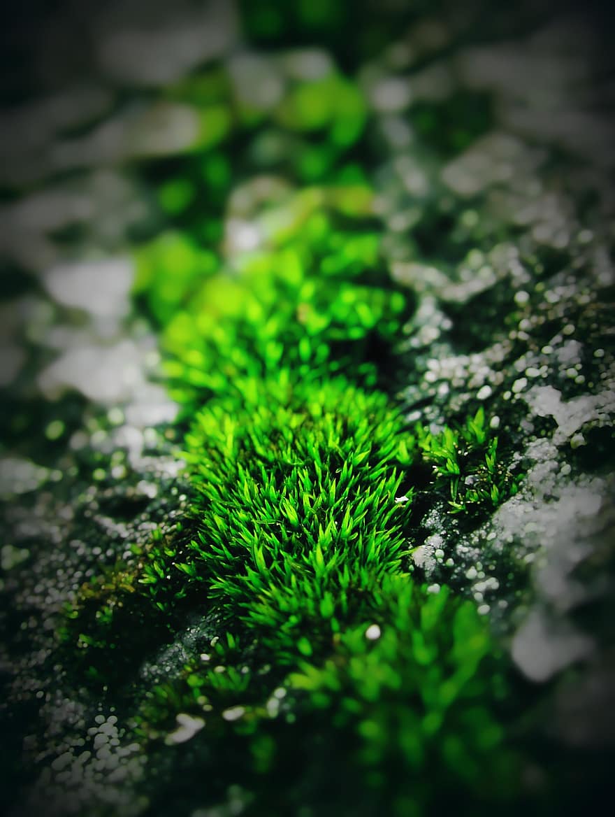 βρύο, βράχος, φύση, φυτό, πράσινος, πέτρα, macro, closeup