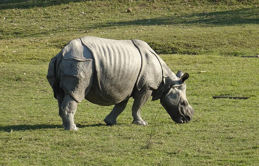 rhinocéros, à une corne, animal, sauvage, faune, en voie de disparition, Licorne, kaziranga, parc national, sanctuaire, assam