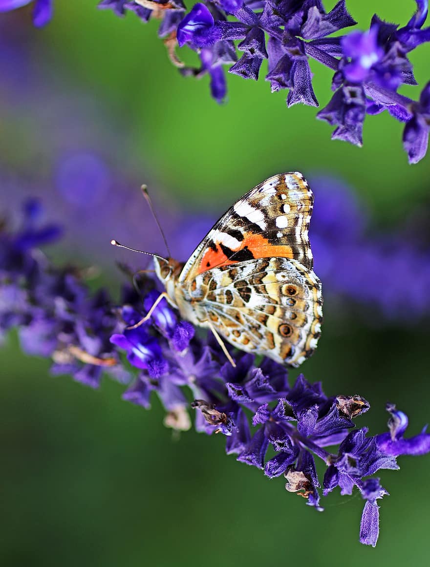 borboleta, flores, inseto, néctar, plantas, jardim, animais selvagens