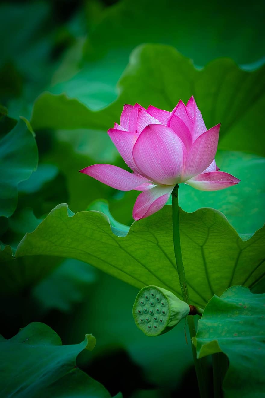 berwarna merah muda, teratai, bunga, kolam