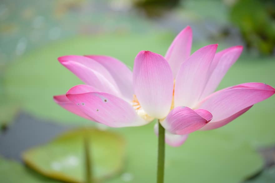 Lotus, Flower, Plant, Petals, Water Lily, Bloom, Blossom, Aquatic Plant, Flora, Pond, Garden