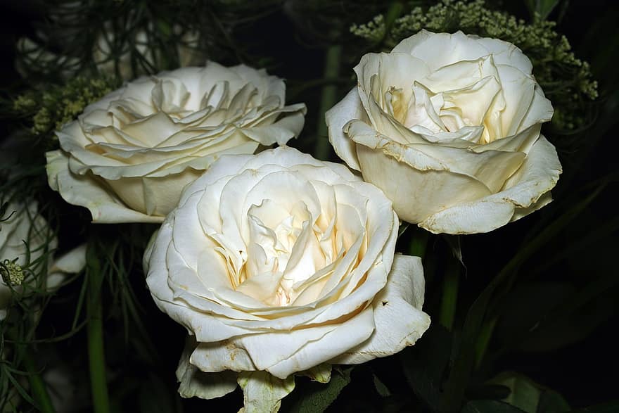 рози, цветя, бели рози, цъфна роза, листенца, розови листенца, разцвет, цвят, флора