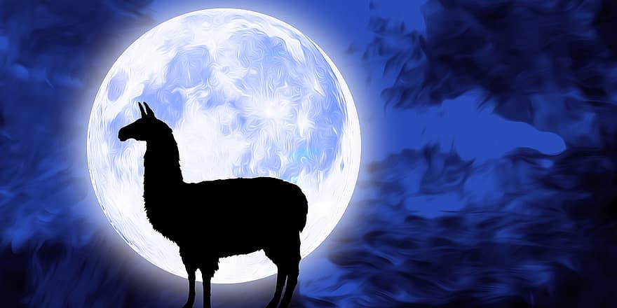 лама, животно, алпака, луна, нощ, небе, пълнолуние, лунна светлина, тъмен, астрономия, вселена