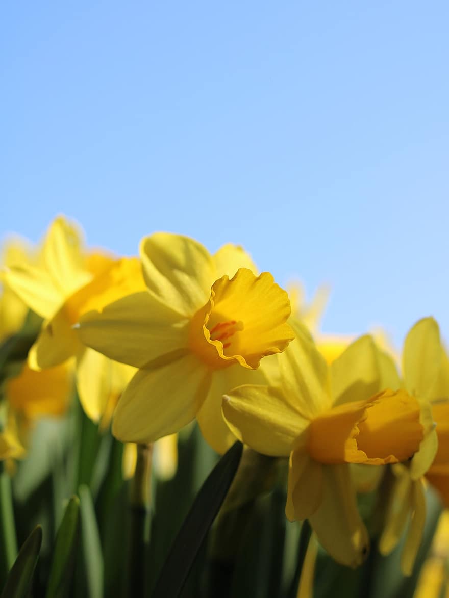 húsvéti harangok, nárcisz, sárga virágok, növényvilág, kert, természet